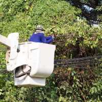 ‎ECG targets vegetation control to improve supply reliability in Ashanti Region
